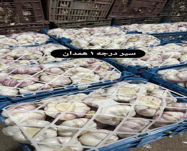 فروش سیر محلی همدان + قیمت خرید به صرفه